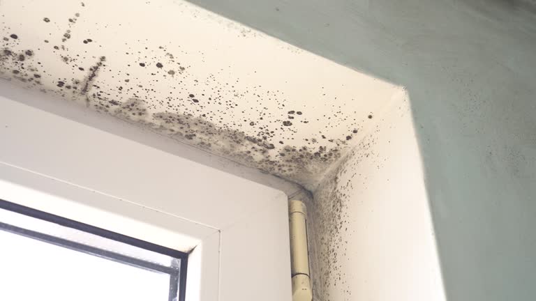 Trusted Abingdon, IL Mold Removal Experts